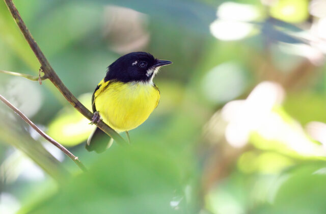 Black-backed Tody-Flycatcher