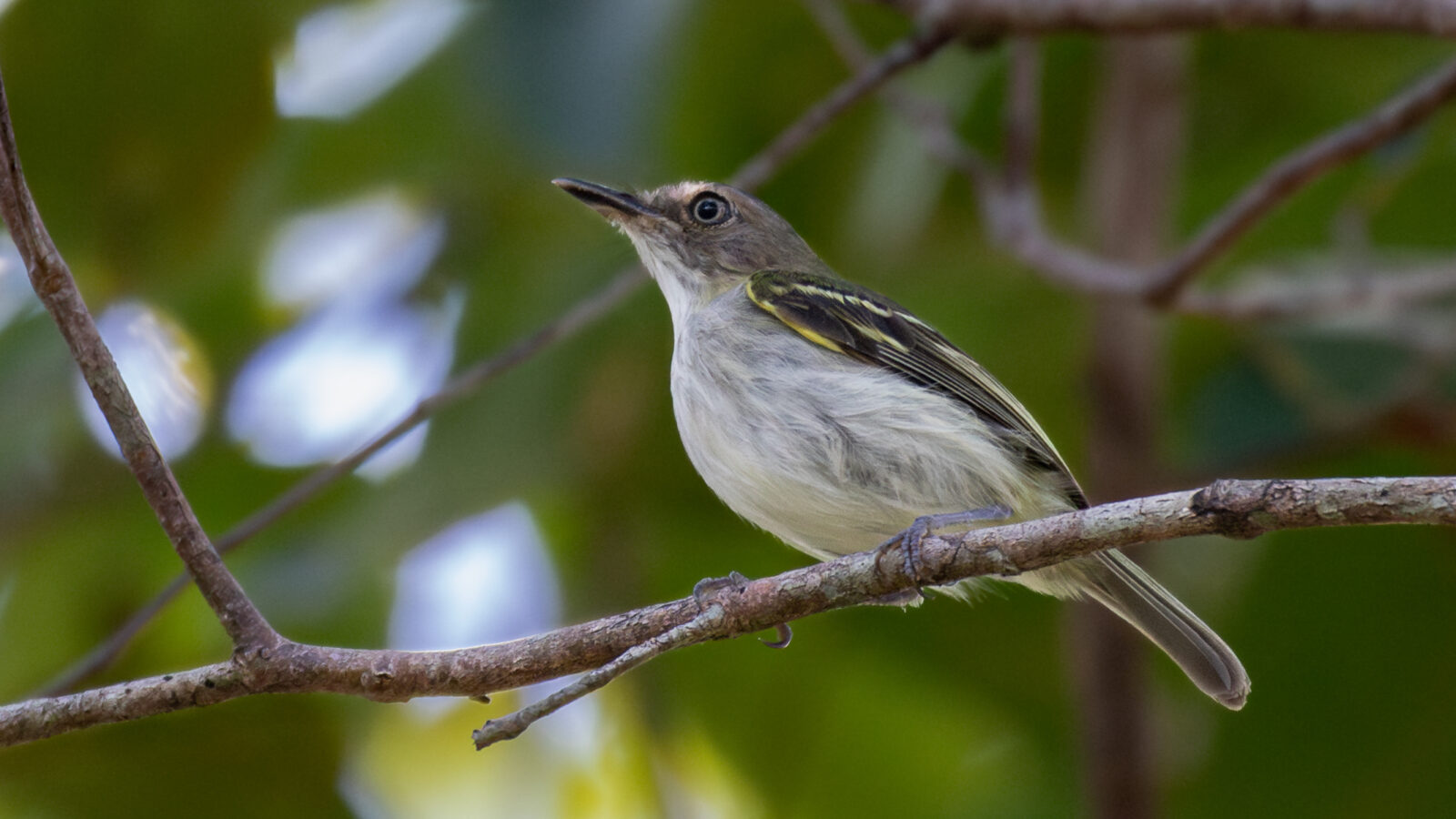 Buff-cheeked Tody-Flycatcher