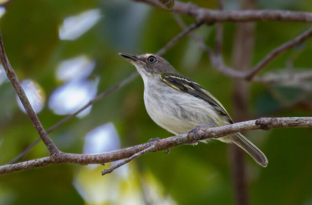Buff-cheeked Tody-Flycatcher