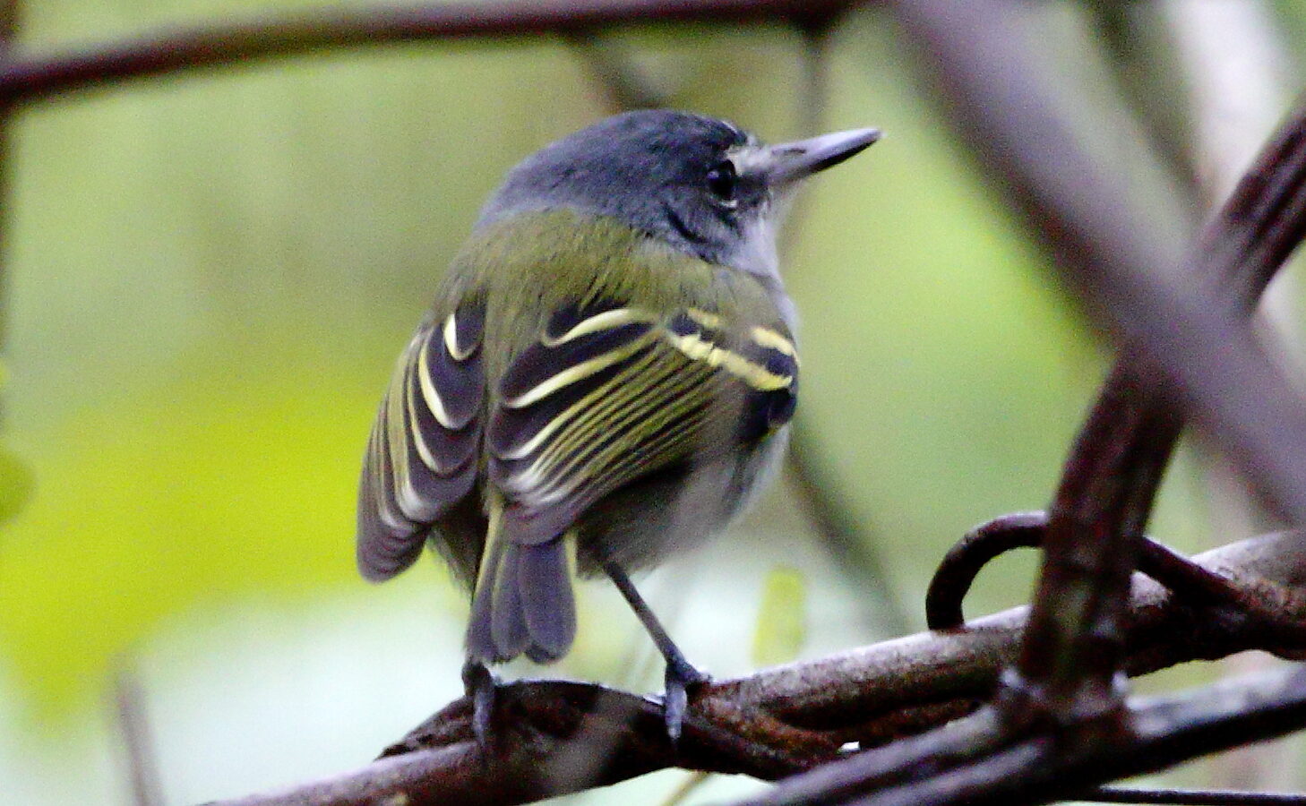 Slaty-headed Tody-Flycatcher
