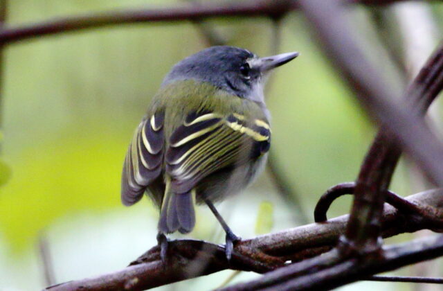 Slaty-headed Tody-Flycatcher