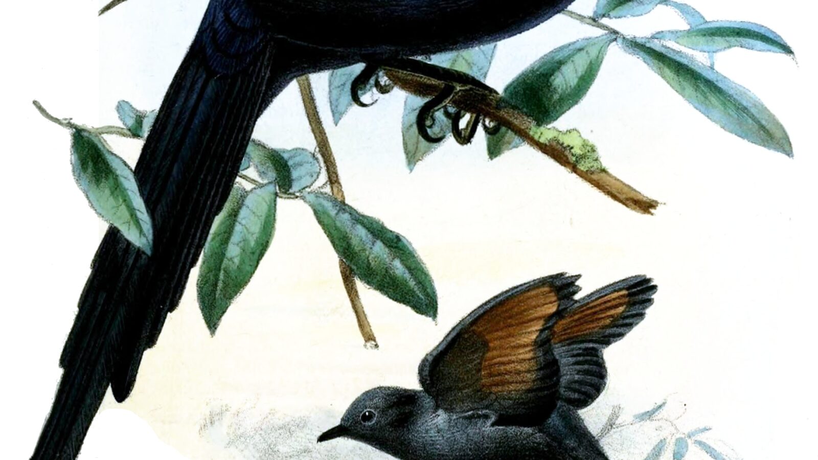 Narrow-tailed Starling