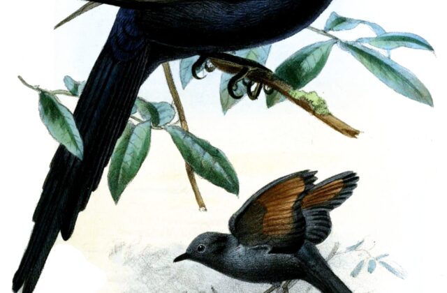 Narrow-tailed Starling