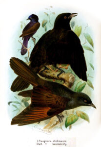 Kenrick’s Starling