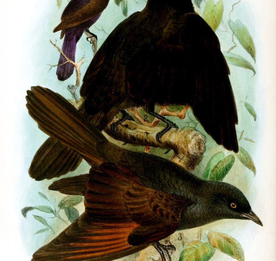 Kenrick’s Starling