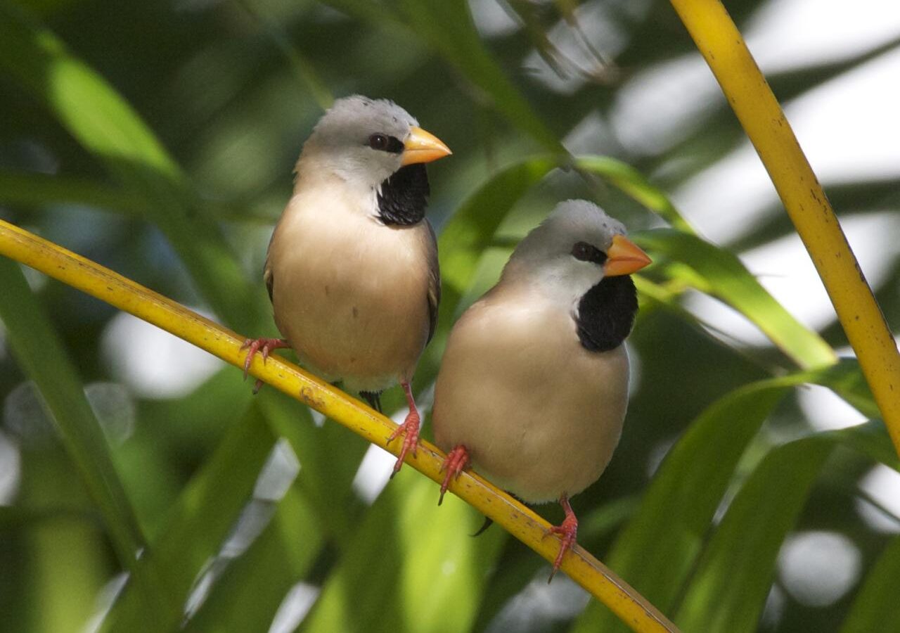 Long-tailed Finch