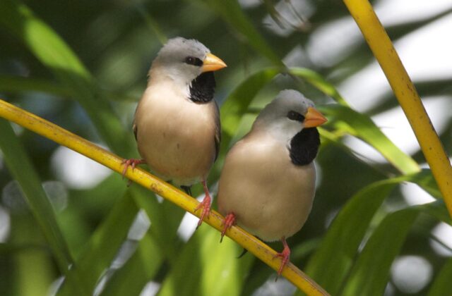 Long-tailed Finch