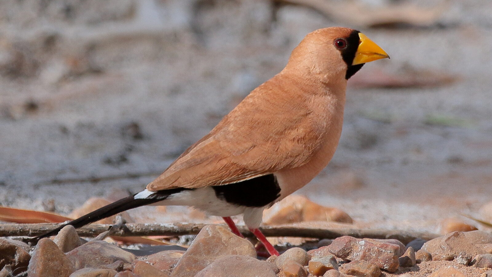 Masked Finch