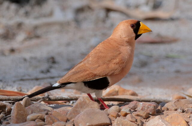 Masked Finch