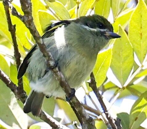 Moustached Tinkerbird