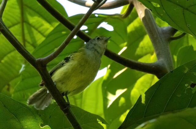 Spectacled Bristle Tyrant