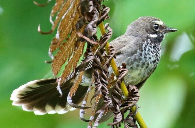 Pohnpei Fantail