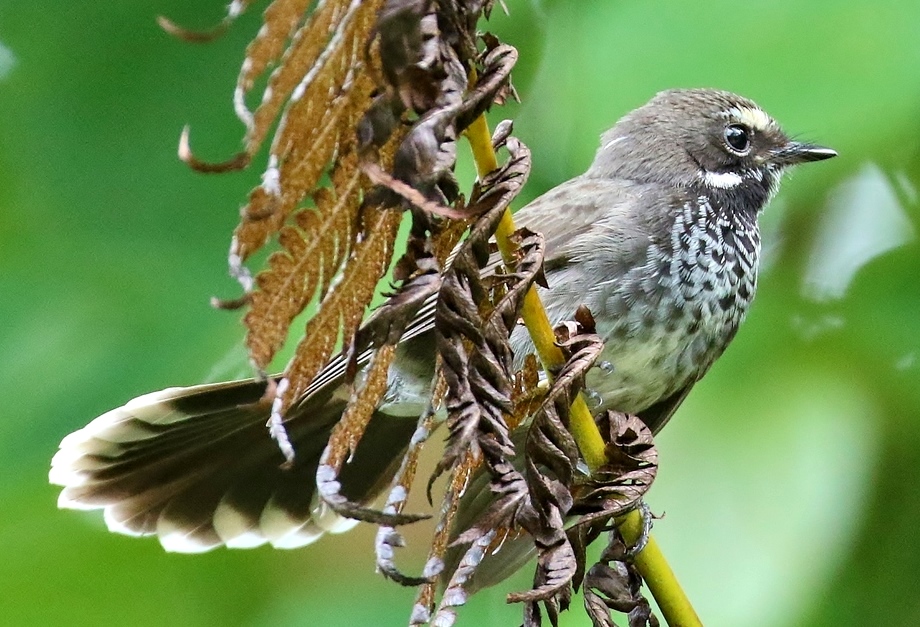 Pohnpei Fantail