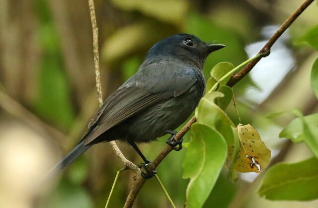 Pohnpei Flycatcher