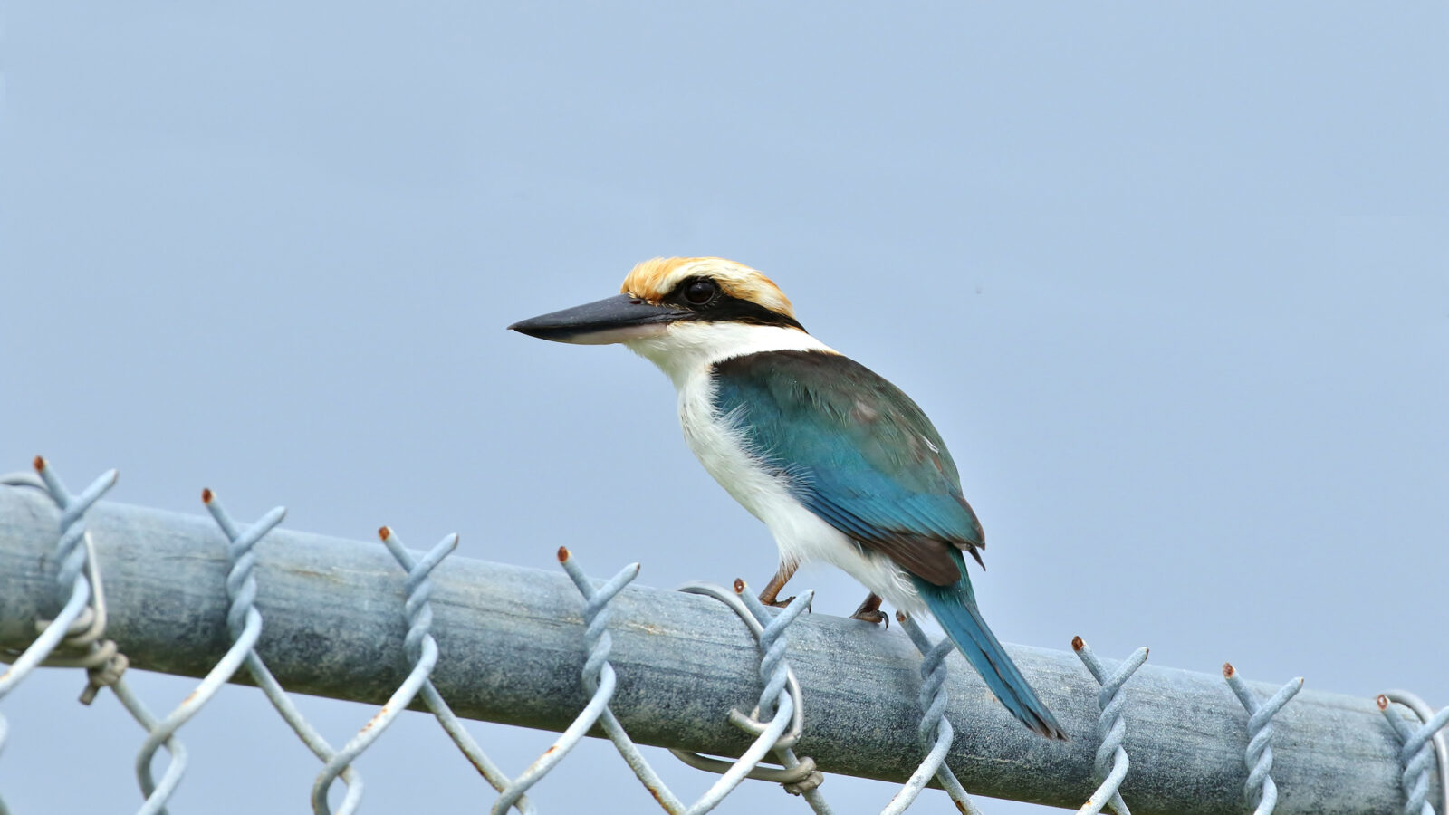 Pohnpei Kingfisher