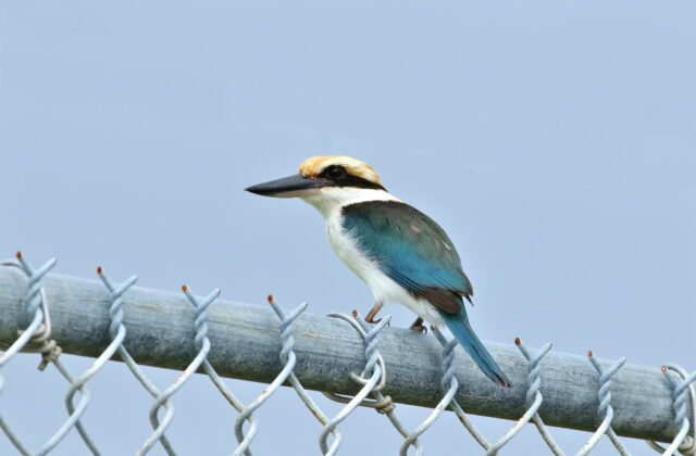 Pohnpei Kingfisher