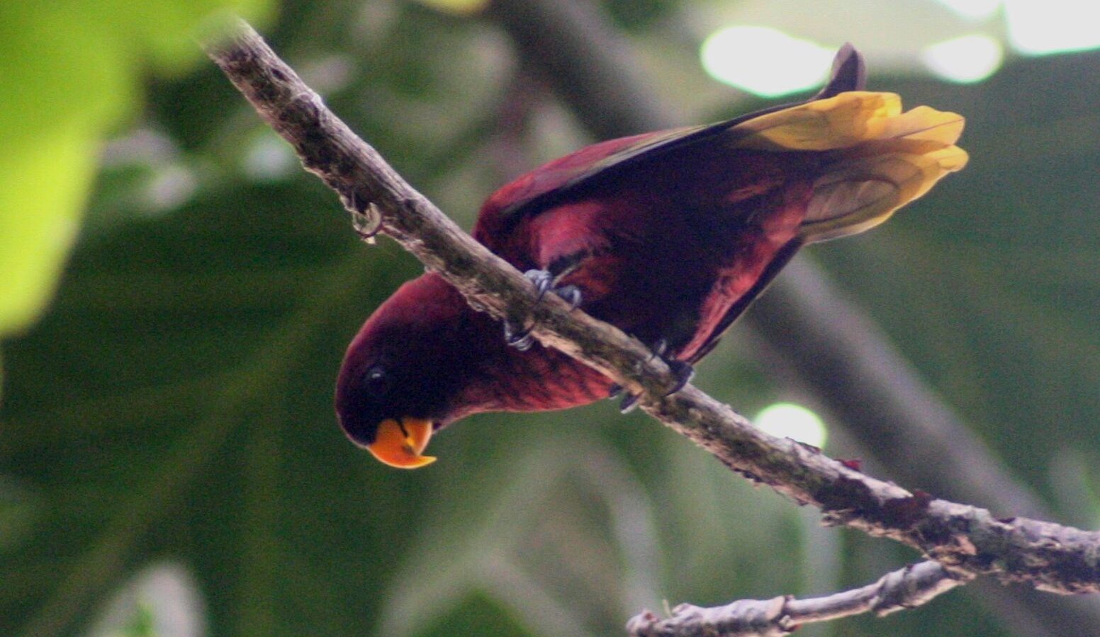 Pohnpei Lorikeet