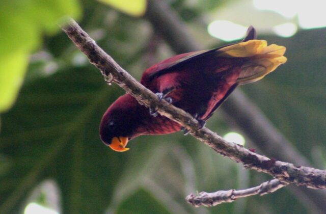 Pohnpei Lorikeet