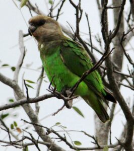 Brown-headed Parrot
