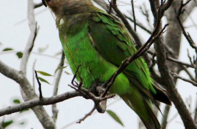 Brown-headed Parrot