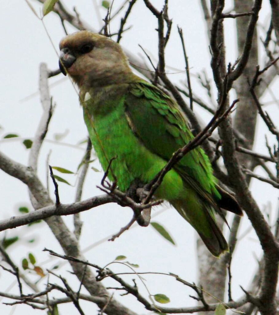Brown-headed Parrot
