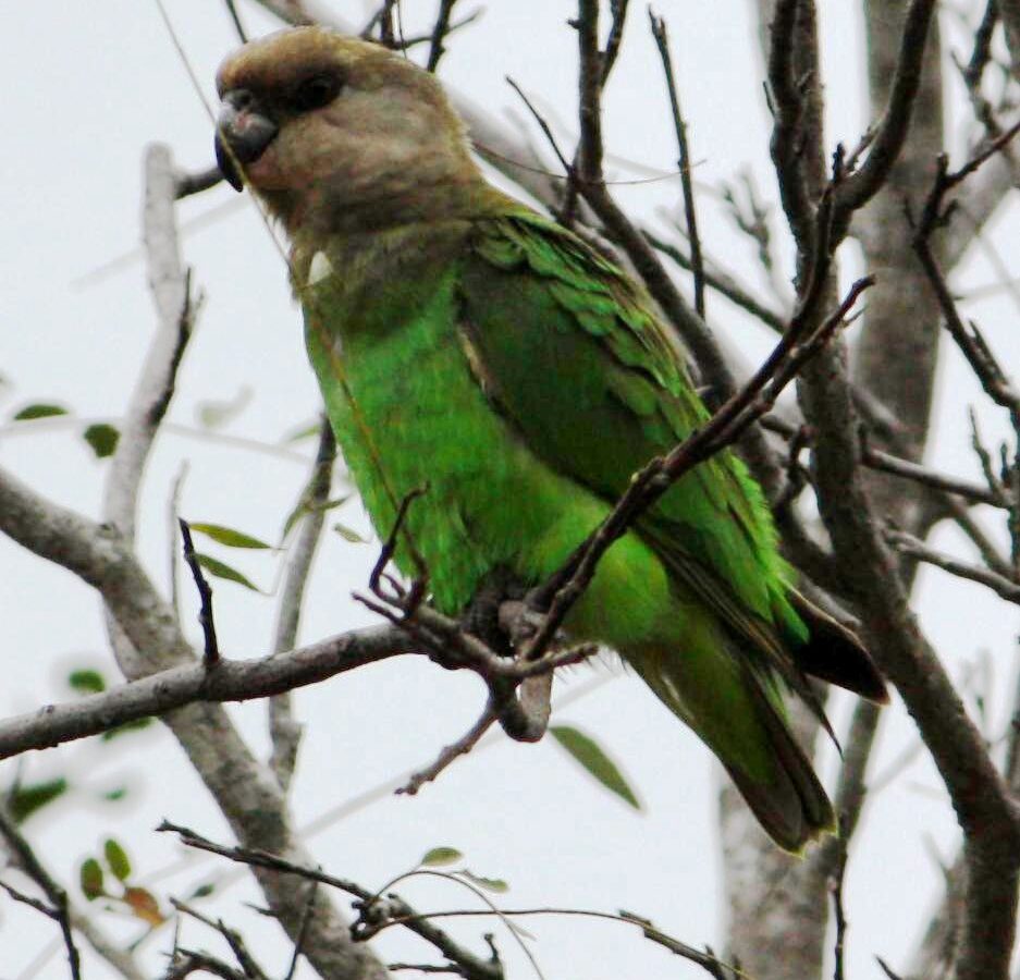 Brown-headed Parrot