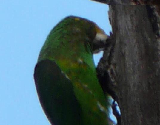 Yellow-fronted Parrot