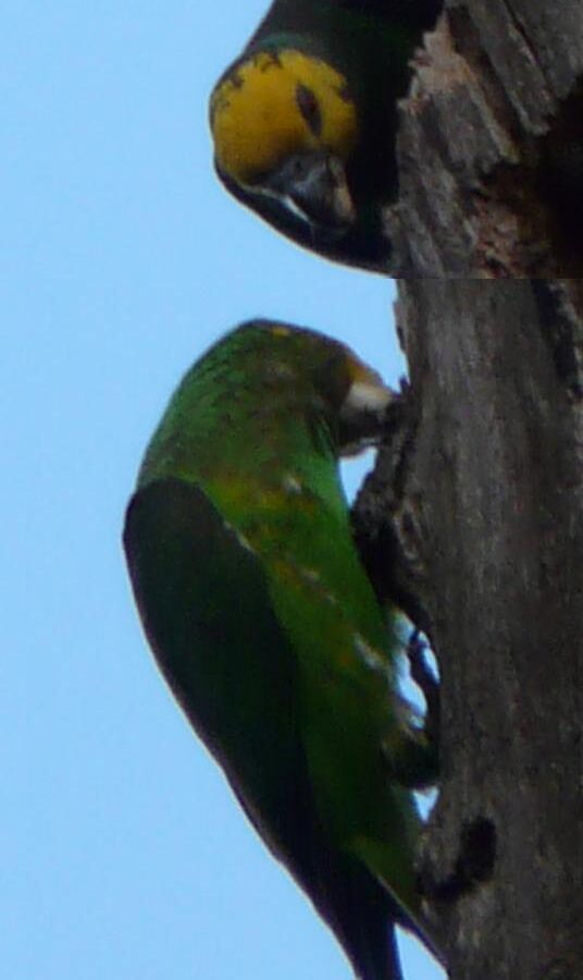 Yellow-fronted Parrot