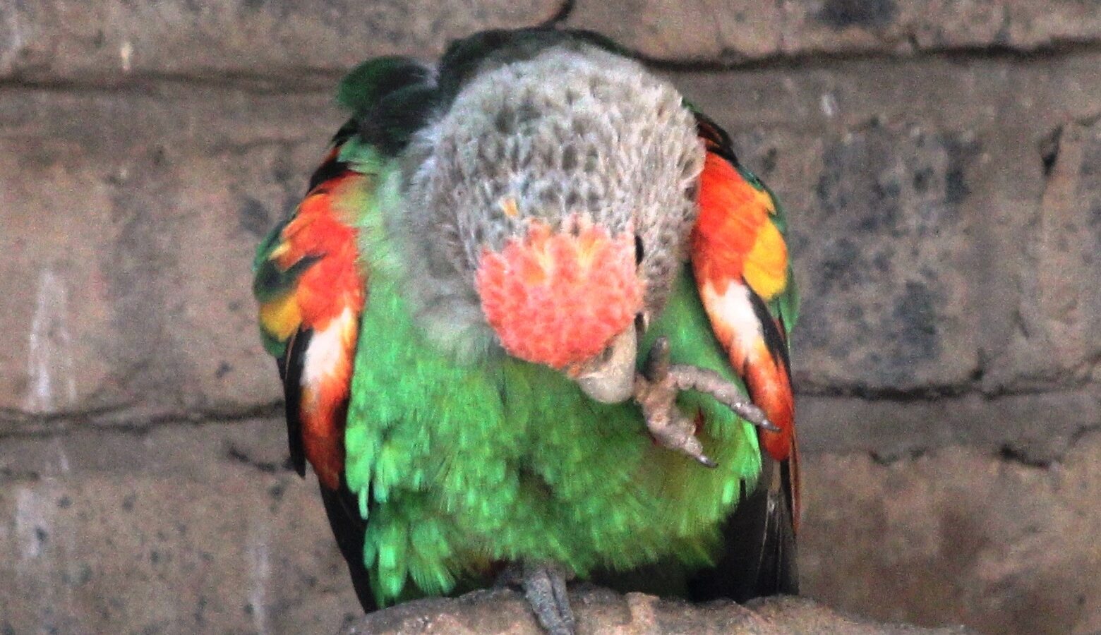Brown-necked Parrot