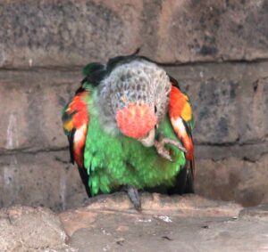 Brown-necked Parrot
