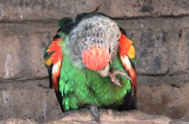 Brown-necked Parrot