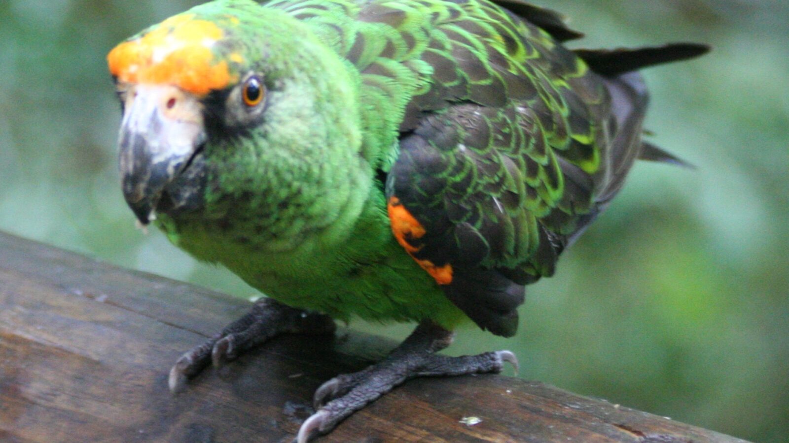 Red-fronted Parrot