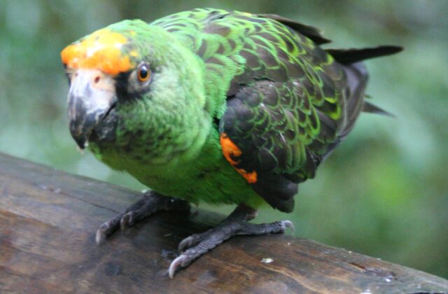 Red-fronted Parrot