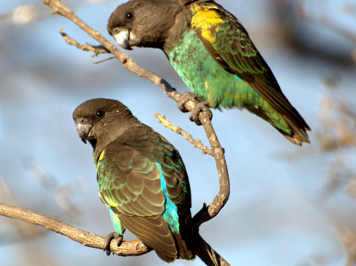 Meyer’s Parrot