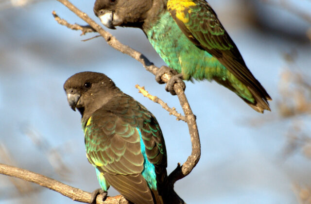 Meyer’s Parrot