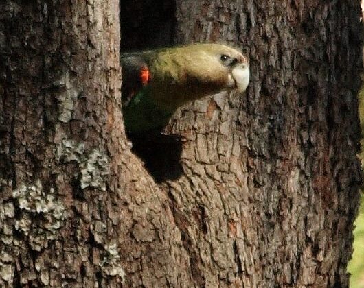 Cape Parrot
