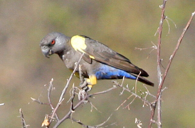 Rüppell’s Parrot