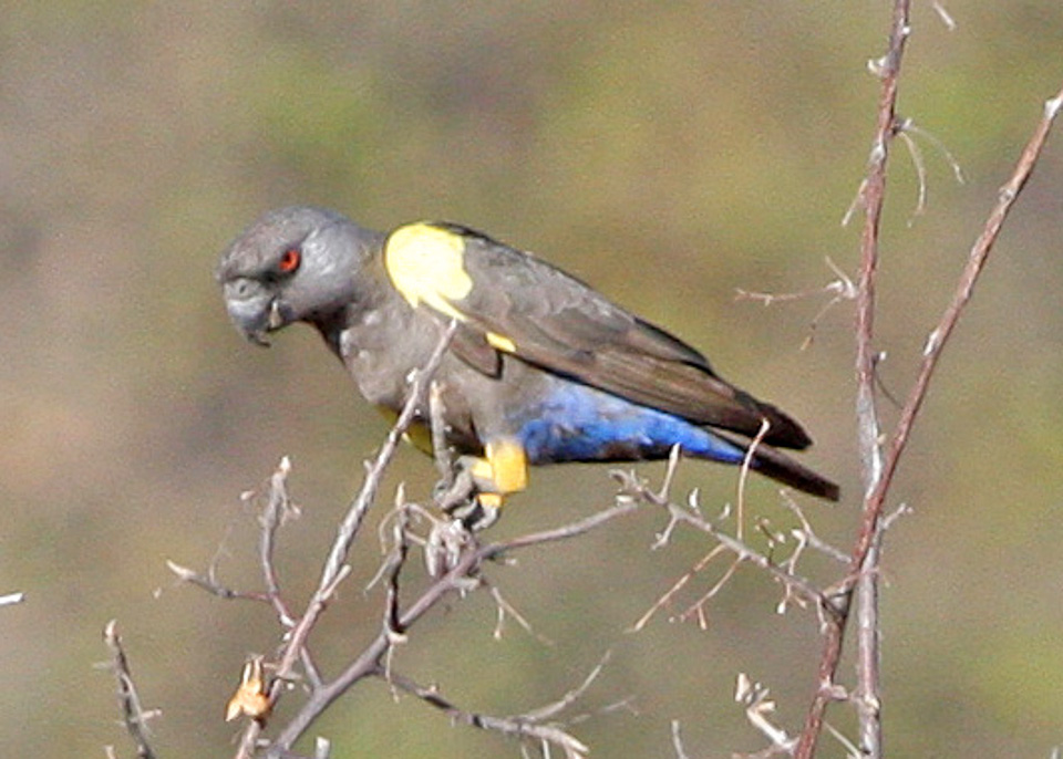 Rüppell’s Parrot