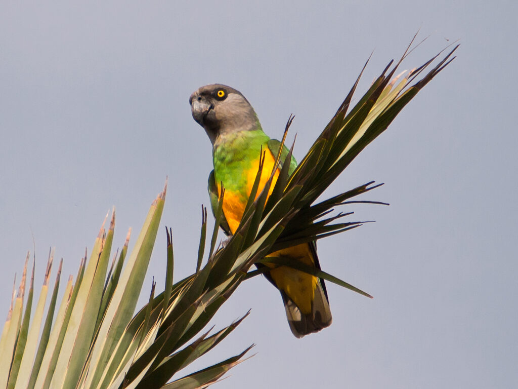 Senegal Parrot