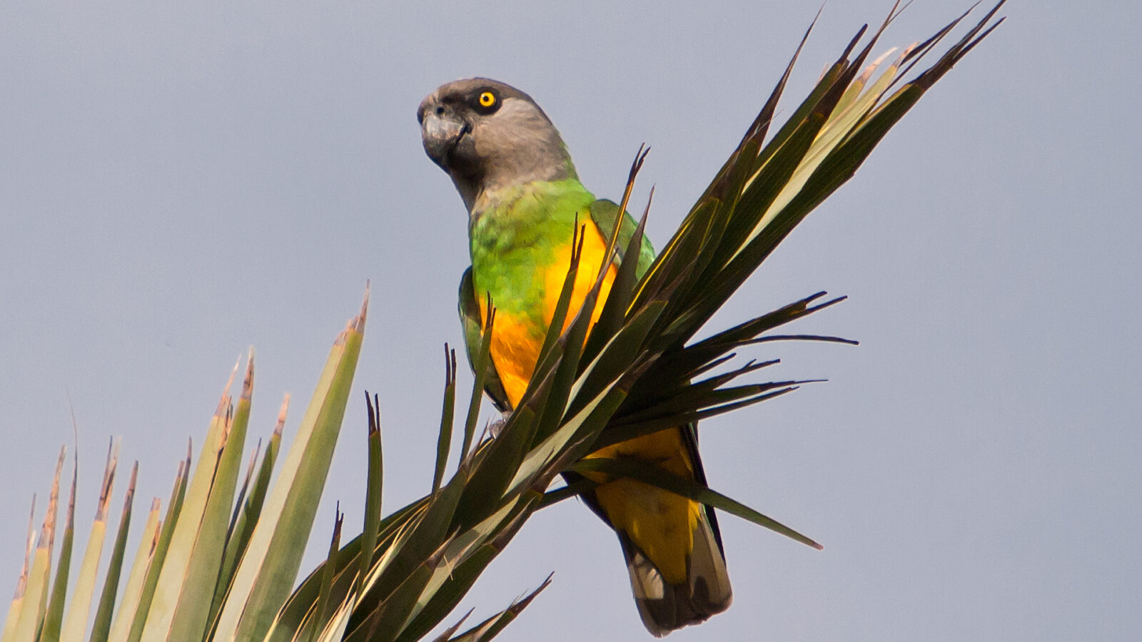 Senegal Parrot