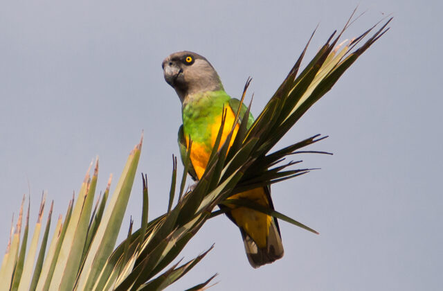 Senegal Parrot