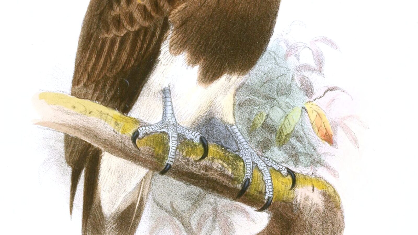 Lesser Fish Eagle