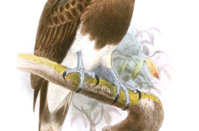 Lesser Fish Eagle