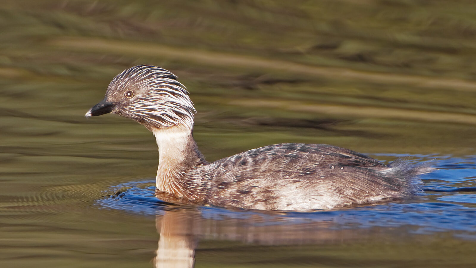 Hoary-headed Grebe