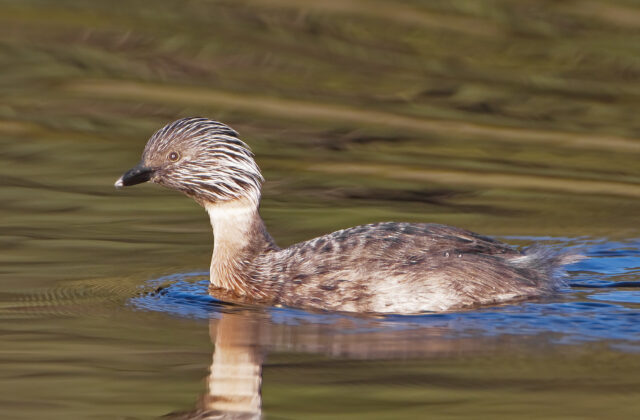 Hoary-headed Grebe