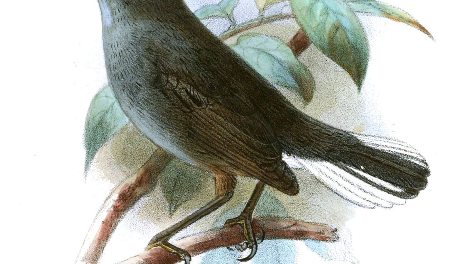 White-tailed Warbler