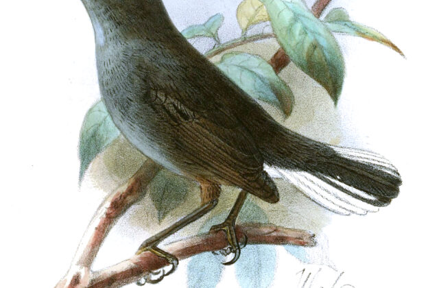 White-tailed Warbler