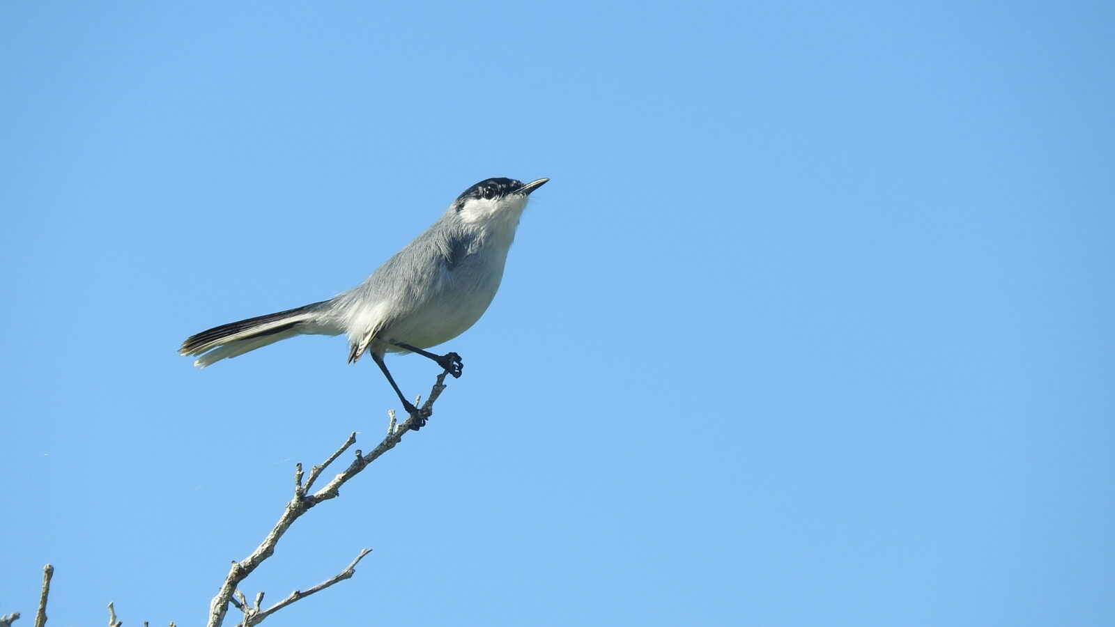 Yucatan Gnatcatcher