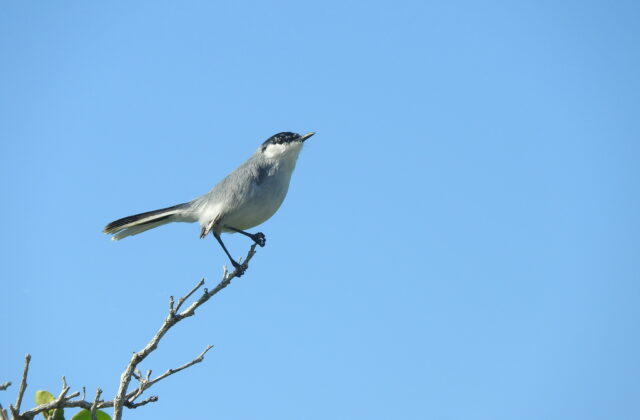 Yucatan Gnatcatcher