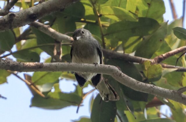 Inambari Gnatcatcher